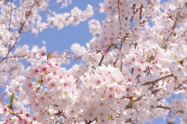 関東の桜